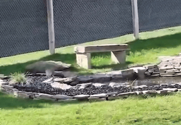 Swampy alligator lounging in a water feature surrounded by greenery at Rimrock in Montana.